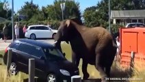 Angry Elephant attacks Lion very hard, Wild Animals Attack (3)