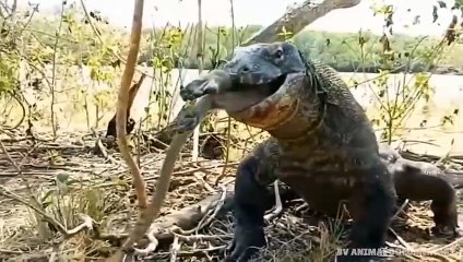 Extreme fights Lion vs Crocodile near the river, Wild Animals Attack (3)