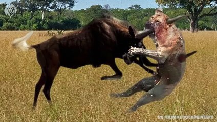 Mother Wildebeest attacks Lion very hard to save her baby , Wild Animals Attack (2)