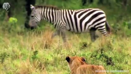 Mama Zebra attacks Lion very hard to save her baby, Wild Animals Attack (3)