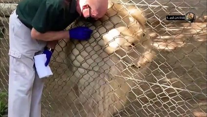 الأسد الأبيض النادر  سلالة الملوك النقيه  لن تصدق كيف يعيش؟!!