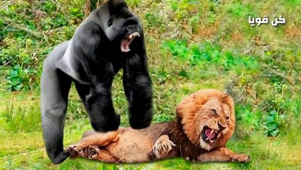 الأسد الملك والغوريلا العملاقة من سيفوز في المعركة؟ النتيجة صادمة! !