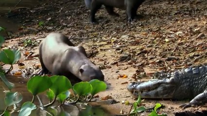 Alligators Have NO Mercy, Neither Do Otters !!