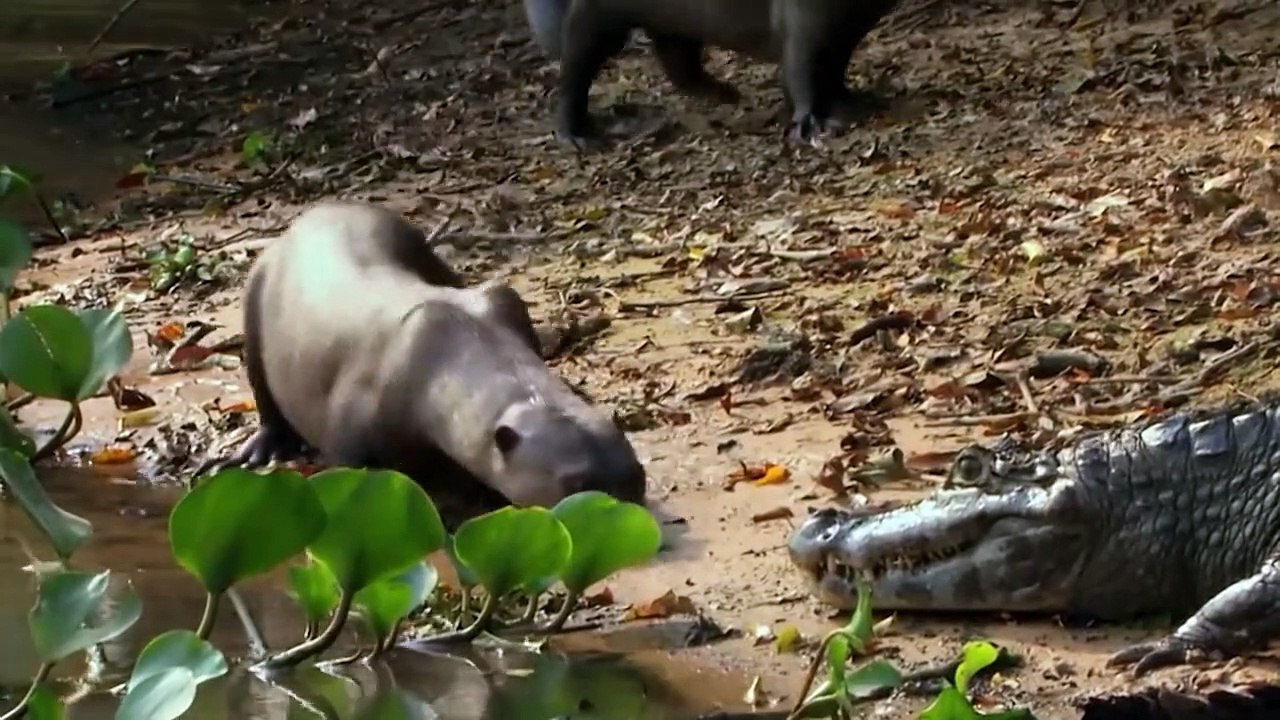 Alligators Have NO Mercy, Neither Do Otters !!