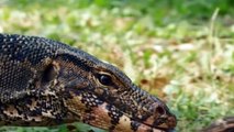 Crocodile’s Eggs are Delicious Meal For Lizards