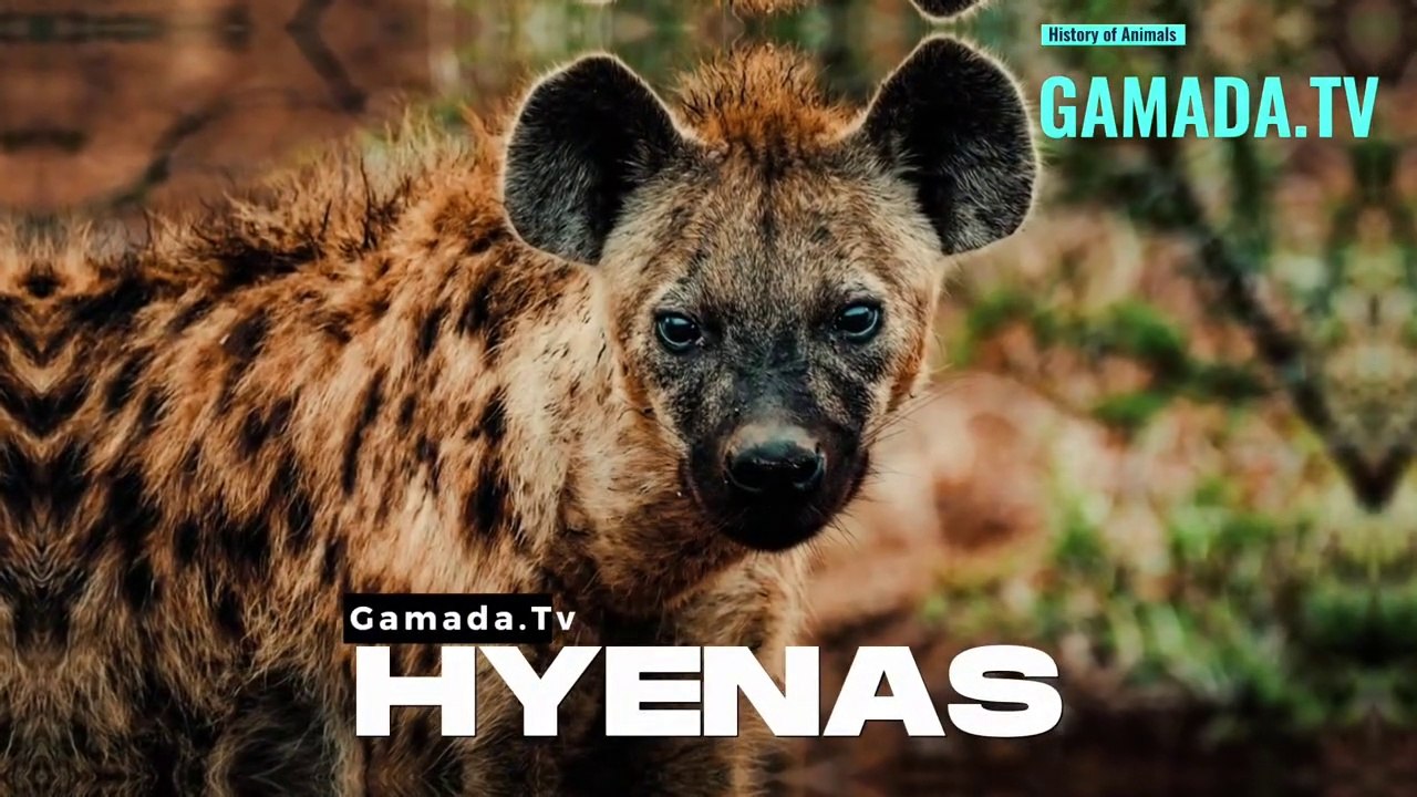 Survivors of the Ages:Tracing the evolutionary saga of Hyenas