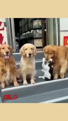 Unbelievable Video of Cat and Dog Friendship - You Won't Believe What Happens Next! #syl_vester