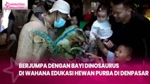 Berjumpa dengan Bayi Dinosaurus di Wahana Edukasi Hewan Purba di Denpasar, Seru!