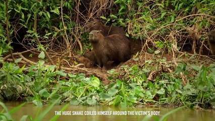Anaconda Shows The Alligator Who's The Boss