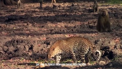 After killing his mother, Leopardess Acted Strangely With The Infant