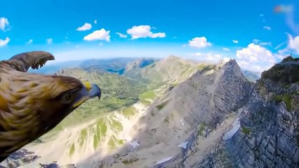 An Eagle Cuts Off A Duck's Head In Seconds