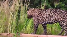 Can A Jaguar Survive 860 Volt Electric Eel Shock