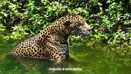 Can Maned wolf Belongs The jaguar