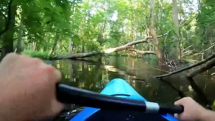 Crocodile Nearly Devoured A Man