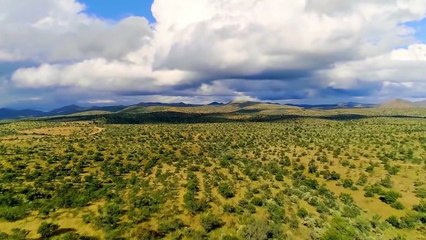 Gemsbok's Mom Rescued her Baby from Cheetah in the Last few Minutes !!