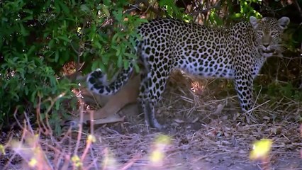 Leopard Teaches a Jackal a Lesson He'll Never Forget