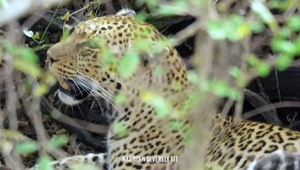 leopard torn an elephant belly and ate its bowel