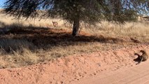 Buck Doesn't See the Leopard Behind This Tree...