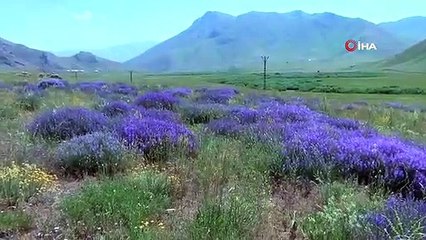 Faraşin ve Avaspi Yaylaları 40 bin arılı kovana ev sahipliği yapacak