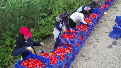 Turfanda domateste hasat sürüyor, 115 bin ton rekolte bekleniyor