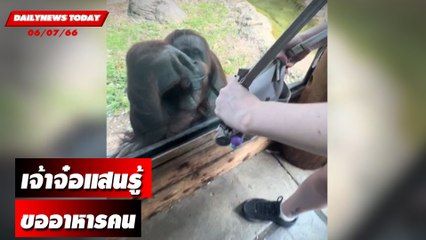 เจ้าจ๋อแสนรู้ขออาหารคน | DAILYNEWSTODAY เดลินิวส์ 06/07/66