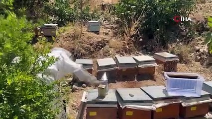 Gurs Vadisi’nde bal hasadı başladı