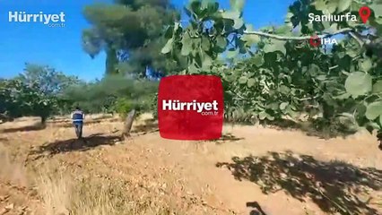 Şanlıurfa’da cinayet zanlısı fıstık tarlasında yakalandı! O anlar kamerada