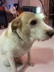 Chien fait de son mieux pour aider le mécanicien de vélo