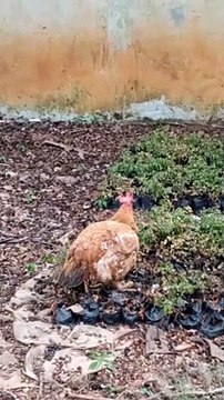 Meus animais são muito amados