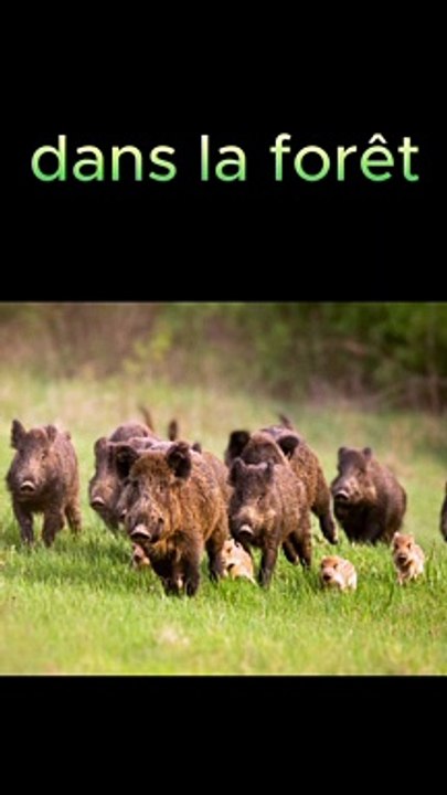 Des sangliers se baladent en ville !