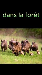 Des sangliers se baladent en ville !