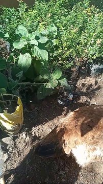 Amo meus animais ❤