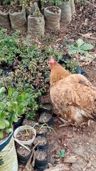 Como  são  fofas  ❤