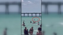 Köpekbalığı Florida sahillerinde korku saldı