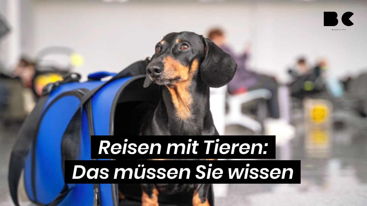 Reisen mit Tieren: Das müssen Sie wissen