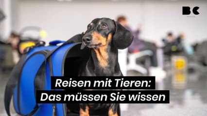 Reisen mit Tieren: Das müssen Sie wissen