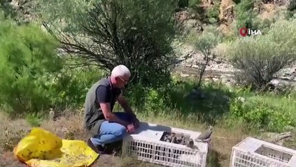 Bingöl'de doğaya 850 kınalı keklik salındı