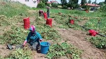 Alternatif ürün olarak ekimi gerçekleştirilen bezelyede hasat başladı