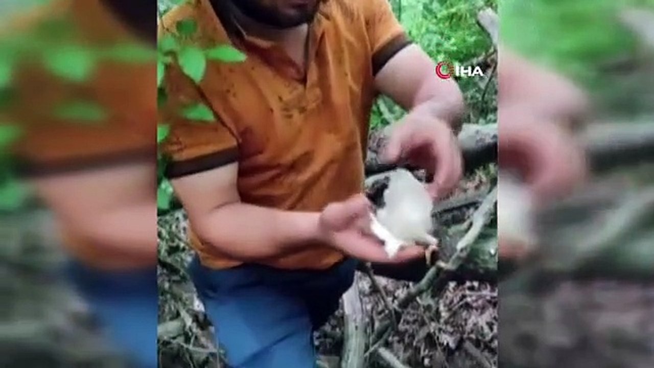 Abondance à Amanus： Les arbres sont couverts de champignons