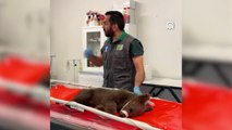 Yaralı bulunan ayı yavrusu Ormanya'da tedavi altına alındı