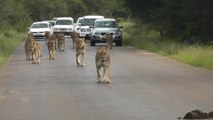 14 Lions Stroll Down Road Blocking Traffic | Wild-ish TV