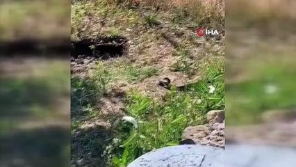 Elazığ'da yılanlar bir evi mesken tuttu