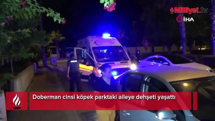 Doberman cinsi köpek parktaki aileye dehşeti yaşattı