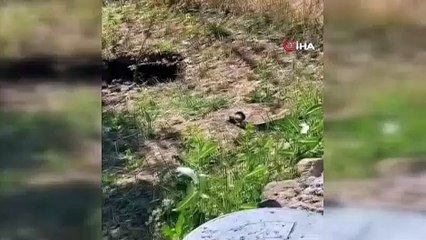 Evin bahçesini basan dev yılanlar kamerada