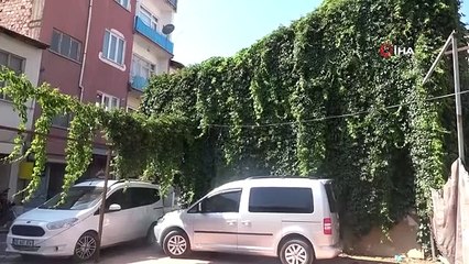 Des tailleurs de 36 ans sont accompagnés de lierre de 20 ans