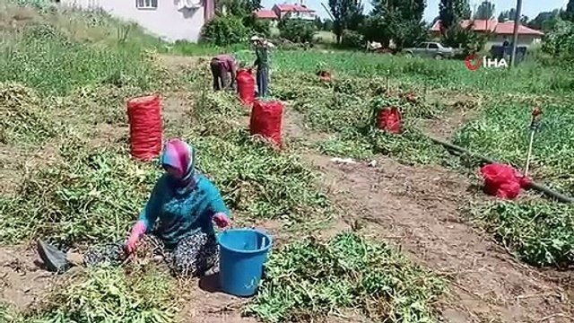 La récolte a commencé pour les pois, qui sont cultivés comme produit alternatif.