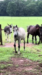 Tutoriel de peinture de cheval de drapeau américain