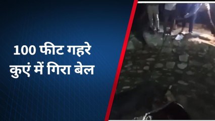 जहाजपुर: 100 फिट गहरे कुएं में गिरा बैल, जानिए ग्रामीणों ने कैसे किया रेस्क्‍यू