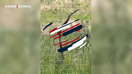 Elektrikli çiti geçmeye çalışan yılanın yaşadığı şok kamerada!