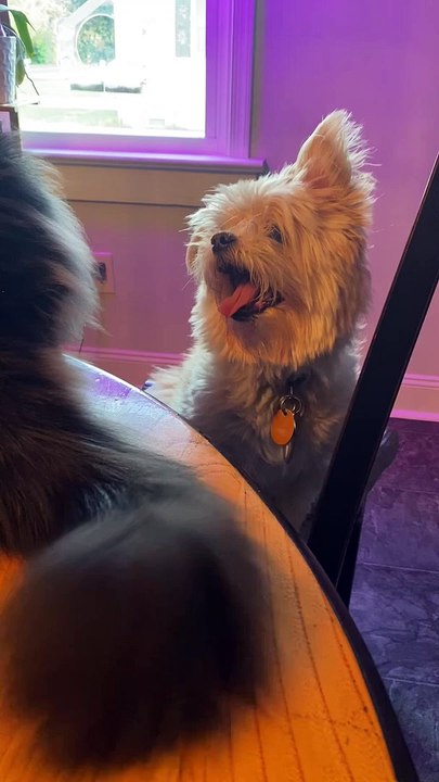 Un chien mignon attrape une bouchée de poils de chat